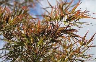 Afbeelding Japanse Esdoorn 'Atrolineare' - Acer palmatum 'Atrolineare'
