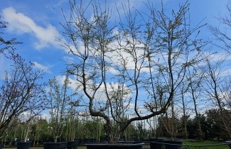 Afbeelding Schijnbeuk - Nothofagus antartica