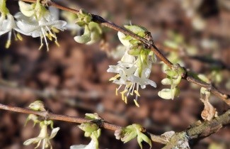 Afbeelding Winterkamperfoelie - Lonicera fragrantissima