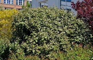 Afbeelding Olijfwilg - Elaeagnus ebbingei