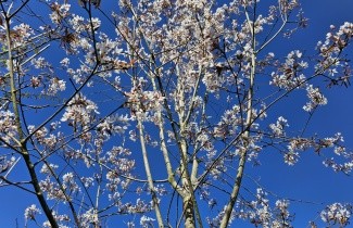 Afbeelding Krentenboompje 'Robin Hill' - Amelanchier arborea 'Robin Hill'