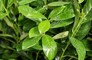 Afbeelding Laurierkers - Prunus laurocerasus 'Novita'