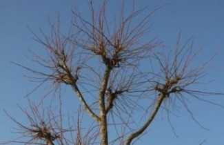 Afbeelding Linde - Tilia