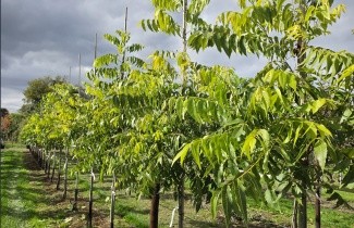 Afbeelding Pecannoot 'Choctaw' - Carya illinoinensis 'Choctaw'