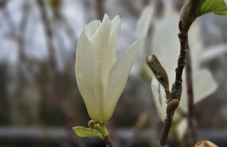 Afbeelding Magnolia 'Isis' - Magnolia kobus 'Isis'