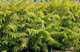 Afbeelding Goudbladige Fluweelboom - Rhus typhina 'Tiger Eyes'
