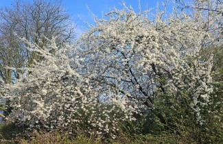 Afbeelding Sleedoorn - Prunus spinosa