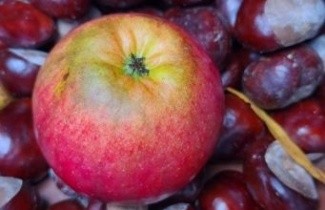 Afbeelding Appel  'Ecolette' halfstam - Malus domestica  'Ecolette'