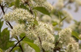 Afbeelding Sierkers 'Amber Beauty' - Prunus maackii 'Amber Beauty'