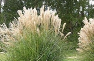 Afbeelding Prachtriet 'Yakushima Dwarf' - Miscanthus sinensis 'Yakushima Dwarf'