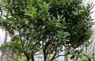 Afbeelding Breedbladige Hulst - Ilex latifolia