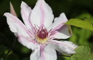 Afbeelding Bosrank 'Comtesse de Bouchaud' - Clematis 'Comtesse de Bouchaud'