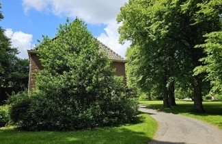Afbeelding Beshulst 'J.C. van Tol' - Ilex aquifolium 'J.C. van Tol'
