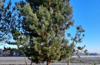 Afbeelding Grove den - Pinus sylvestris