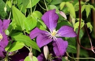 Afbeelding Bosrank 'Etoile Violette' - Clematis 'Etoile Violette'