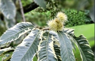 Afbeelding Tamme Kastanje 'Variegata' - Castanea sativa 'Variegata'