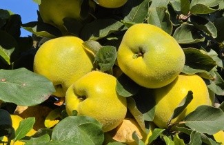 Afbeelding Kweepeer - Cydonia oblonga 'Champion'