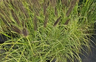 Afbeelding Prachtriet 'Red Chief' - Miscanthus sinensis 'Red Chief'