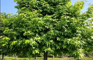 Afbeelding Amberboom - Liquidambar styraciflua