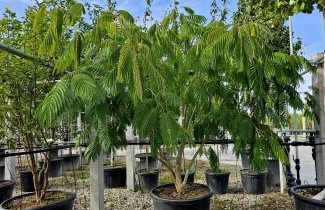 Afbeelding Perzische Slaapboom - Albizia julibrissin 'Ombrella'