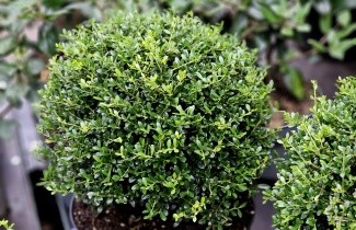Afbeelding Japanse hulst 'Stokes' - Ilex crenata 'Stokes'