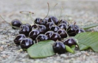 Afbeelding Kers "Kordia" - Prunus Avium 'Kordia'
