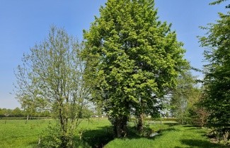 Afbeelding Noorse Esdoorn - Acer platanoides
