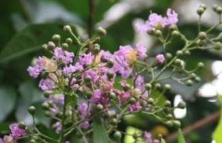 Afbeelding Lagerstroemia 'Muskogee' - Lagerstroemia 'Muskogee'