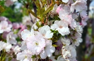 Afbeelding Japanse sierkers 'Amanogawa' - Prunus serrulata 'Amanogawa'