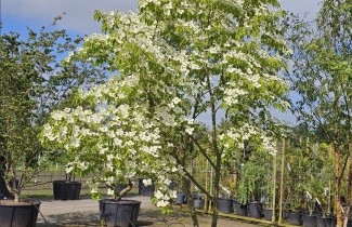 Afbeelding Kornoelje 'Norman Hadden' - Cornus 'Norman Hadden'