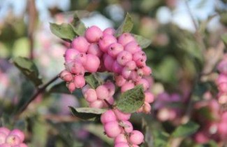 Afbeelding Sneeuwbes 'Magic Berry' - Symphoricarpos x doorenbosii 'Magic Berry'