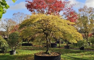 Afbeelding Japanse Esdoorn 'Dissectum' - Acer palmatum 'Dissectum'