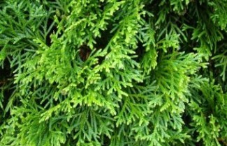 Afbeelding Westerse Levensboom 'Smaragd' - Thuja occidentalis 'Smaragd'