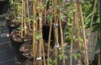 Afbeelding Bosrank vitalba - Clematis vitalba