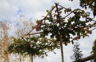 Afbeelding Perzisch IJzerhout - Parrotia persica