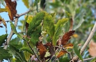 Afbeelding Semi- wintergroene eik 'Pseudoturneri' - Quercus x turneri 'Pseudoturneri'