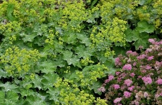 Afbeelding Vrouwenmantel - Alchemilla mollis