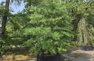 Afbeelding Wilgbladige eik - Quercus phellos