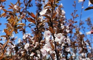 Afbeelding Roodbladige kerspruim - Prunus cerasifera 'Nigra'