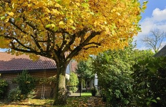 Afbeelding Tulpenboom - Liriodendron tulipifera