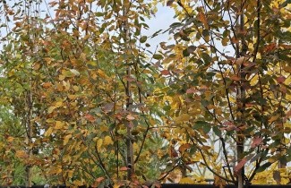 Afbeelding Krentenboompje 'Robin Hill' - Amelanchier arborea 'Robin Hill'