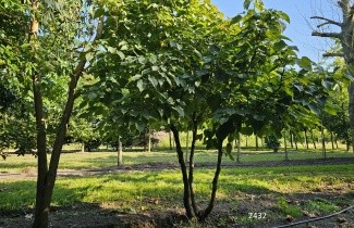Afbeelding Vaantjesboom - Davidia involucrata