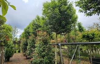 Afbeelding Portugese Laurierkers - Prunus lusitanica 'Angustifolia'