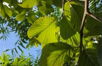 Afbeelding grootbladige meelbes - Sorbus 'Wardii'
