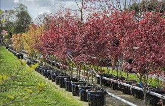 Afbeelding Japanse Esdoorn 'Trompenburg' - Acer palmatum 'Trompenburg'
