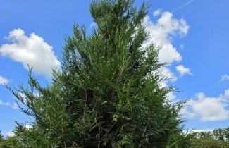 Afbeelding wintergroene levensboom - Thuja plicata 'Atrovirens'