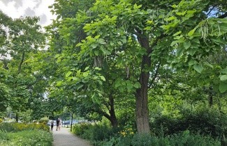 Afbeelding Trompetboom - Catalpa bignonioides