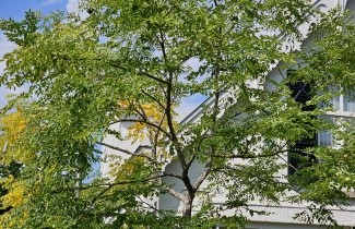 Afbeelding Doodsbeenderenboom halfstam - Gymnocladus dioica
