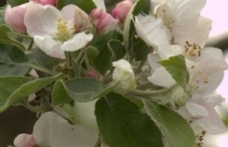 Afbeelding Wilde appel - Malus sylvestris