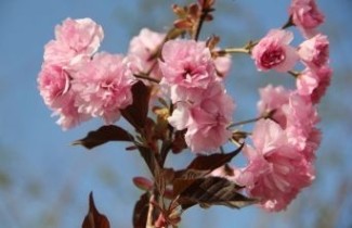 Afbeelding Roodbladige Japanse sierkers   - Prunus serrulata 'Royal Burgundy'